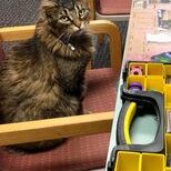 shop-kitty